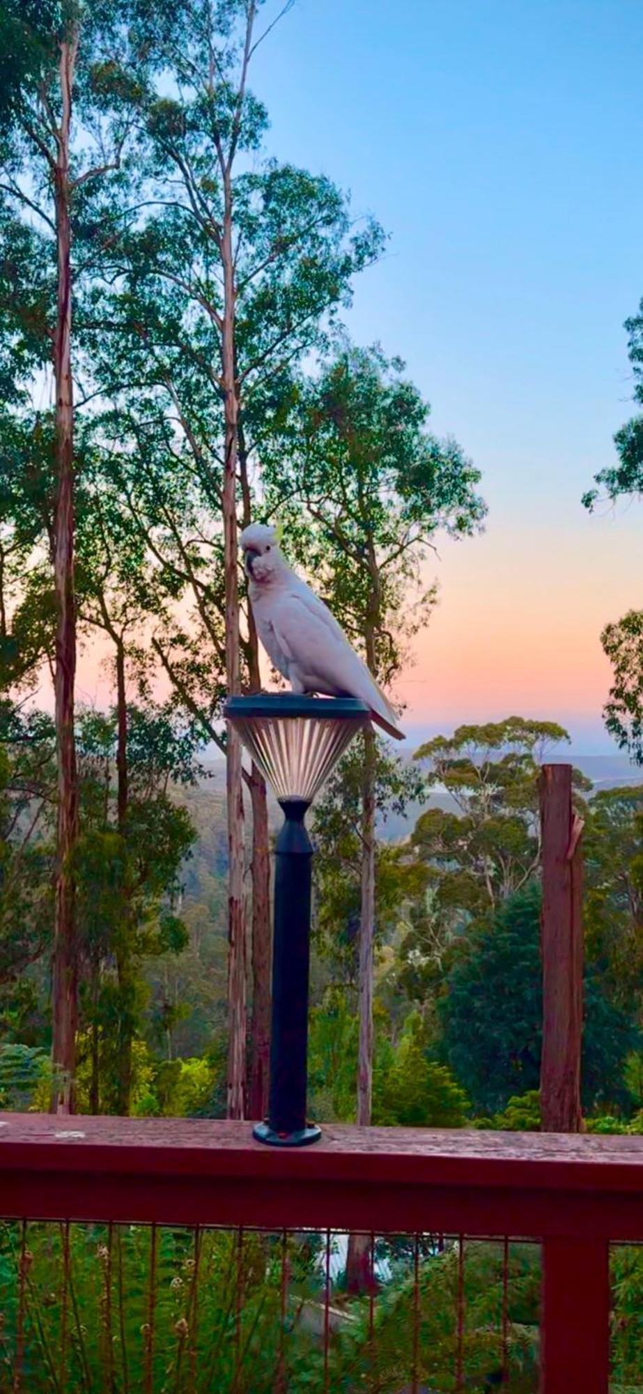Melbourne Topview Villa In Dandenong Ranges Near Skyhigh Kalorama Zewnętrze zdjęcie