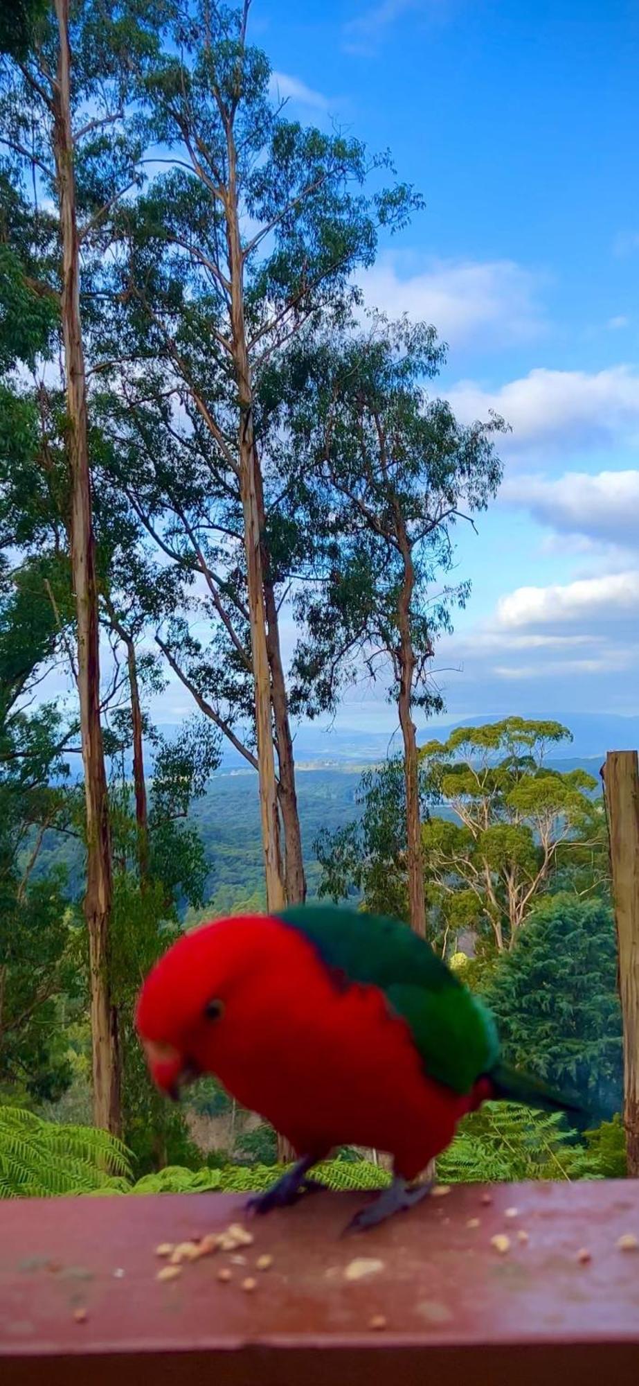 Melbourne Topview Villa In Dandenong Ranges Near Skyhigh Kalorama Zewnętrze zdjęcie